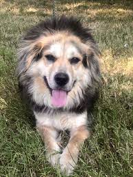 Check spelling or type a new query. Dog For Adoption Ouizer An Australian Shepherd Spaniel Mix In Murfreesboro Tn Petfinder