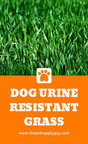 Dog Urine Resistant Grass Complete Guide Dog Urine Grass Repair Dog Urine Resistant Grass Complete Guide Dog Urine Grass Repair Thepetsuppl Garden