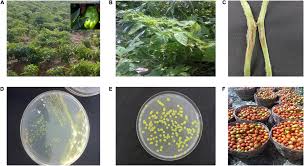 Image result for tomato seedling xanthomonas vesicatoria