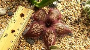 Image result for Stapelia getliffei