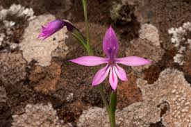 Image result for Radinosiphon leptostachya