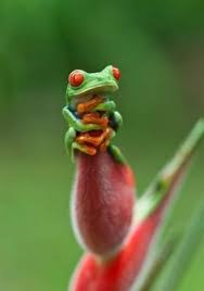 These beautiful treefrogs have the ability to change colors; 12 Neat Stuff Ideas Meanwhile In Canada Why We Dream Motion Blur Photography