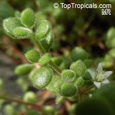 Image result for Crassula expansa
