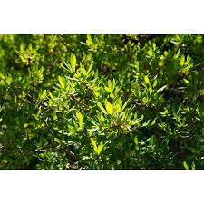 Image result for Myrica pilulifera