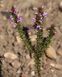 Image result for Muraltia