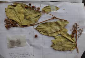 Image result for Lepisanthes senegalensis