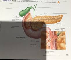 Signs and symptoms associated with liver disease vary and are dependent upon the exact type of liver disease that is present. Solved Figure 54 18 Apir Label The Features Associated Wi Chegg Com