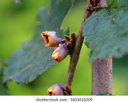 Image result for Grewia avellana