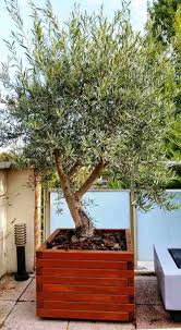 Olivier En Pot Pour La Terrasse Ou Le Balcon Conseils Et Photos Olivier En Pot Jardiniere En Bois Amenagement Jardin