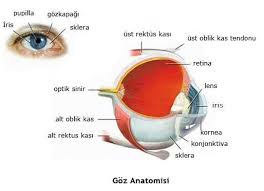 Ibrahim Halil Hamut Adli Kullanicinin Oral And Maxillofacial Surgery Panosundaki Pin 2020