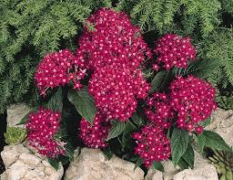 Image result for Pentas micrantha