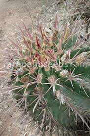It grows as a single light green cactus that get up to 16. Ferocactus Latispinus Devil S Tongue Barrel Buy Seeds At Rarepalmseeds Com