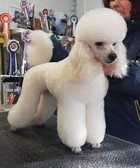 Best poodle haircuts from 15 best poodle haircuts images on pinterest. 40 Poodle Haircuts You Ll Definitely Love Hairstylecamp Poodle Haircut Toy Poodle Haircut Cute Dogs