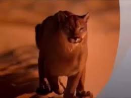 amr diab arabic love song diab