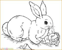 10 gambar sketsa kelinci terbagus dan mudah gambar mania gambar sketsa kelinci kelinci adalah salah ssatu hewan peliharaan yang sangat lucu dan juga menggemaskan kelinci memiliki ciri khas yaitu bentuk daun telinganya yang panjang dan besar kelinci identik dengan wortel sebab. 66 Gambar Sketsa Hewan Terlengkap 2020 Marimewarnai Com