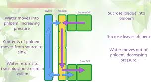 Maybe you would like to learn more about one of these? Biology T4 2 C Level Revision Plant Transport Diagram Quizlet
