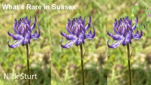 Image result for Disperis katangensis