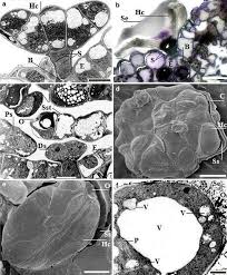 Image result for Combretum celastroides