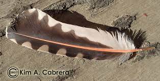 Maybe you would like to learn more about one of these? Animal Tracks Northern Flicker