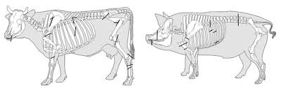 These are covered with horn and often contain dense connective tissue and small nodules of bone. Butchering Marks In Pig And Cattle Bones L Kovacikova Download Scientific Diagram