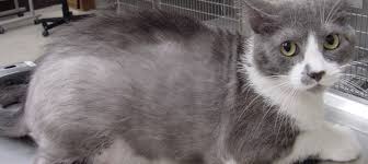 Is Your Cat Losing Hair What It Could Mean Litter Robot Blog