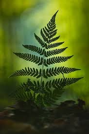 Die Aussergewohnlichsten Und Schonsten Formen Kommen Direkt Aus Der Natur Farne Die Zu Den Altesten Pflanzen Der Erde Geh Grune Natur Wald Fotografie Pflanzen