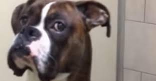 So Eine Begrussung Der Boxer Lustige Hunde Hunde
