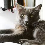 Ragdoll Cats Cat Breed Information, Pictures ...