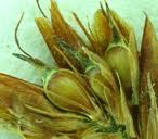 Image result for Brachythrix glomerata