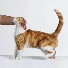 My Cat Was Spayed But Seems To Be In Heat