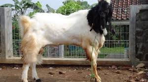 Kambing jenis ini juga tidak membutuhkan lahan yang luas untuk dibudidayakan. 5 Tips Budidaya Kambing Etawa Bagi Pemula Dengan Mudah Ilmubudidaya Com