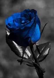 Pin By Nevena Pejcic Neca On Everything Black And Wayt Blue Rose Tattoos Blue Roses Black Rose Meaning