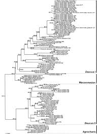 Image result for Agrocharis pedunculata