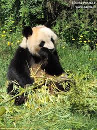 We did not find results for: Zooparc De Beauval France Yuan Meng A Fete Ses 3 Ans Ce 4 Aout
