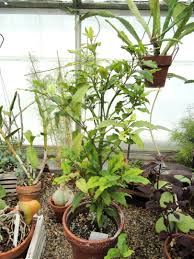 Image result for Mitriostigma axillare