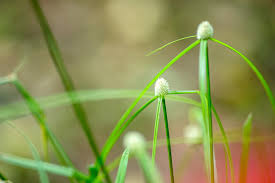 Image result for Kyllinga