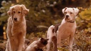 Pin On Homeward Bound Incredible Journey