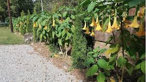 Growing And Propagating Angel Trumpet Brugmansia So Easily Distracted