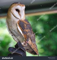 Falconry Barn Owl Perched On Falconers Stock Photo 2363150383 | Shutterstock