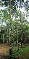 Image result for Hevea brasiliensis