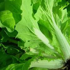 Chinese Cabbage Seedlings (Michihili Classic)