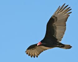 Black And White Turkey Vulture Turkey Vultures Are Beautiful In Flight Saw A Bunch Of These In San Simeon And There Are A Bunch That Migrate Through T Bird Life List Vulture Beautiful Birds
