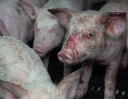 Détour en france > sanglier. L214 Devoile Une Nouvelle Video Choc Sur Un Elevage Intensifs De Cochons Dans L Allier