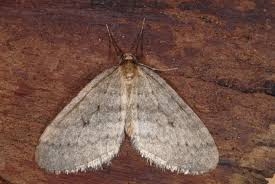 Image result for Operophtera brumata