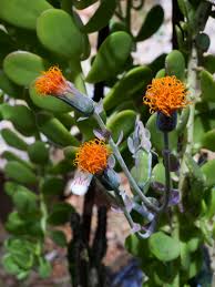 Image result for Nervilia petraea