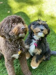 Check out our labradoodles now. Coat Colors And Types Pacific Rim Labradoodles