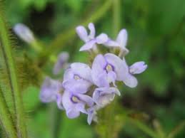 Image result for Calopogonium mucunoides
