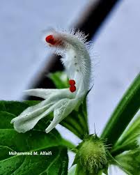 Image result for Leucas glabrata