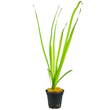 Image result for Vallisneria spiralis