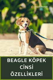 kopekler alemi panosundaki pin
